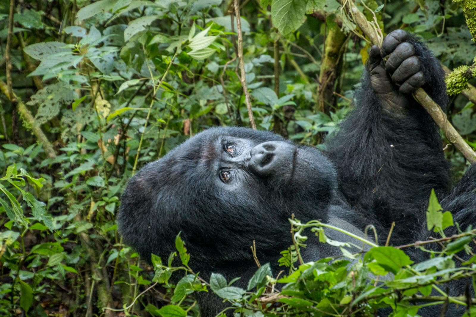 A Close up photo Mountain Gorilla facing upwards