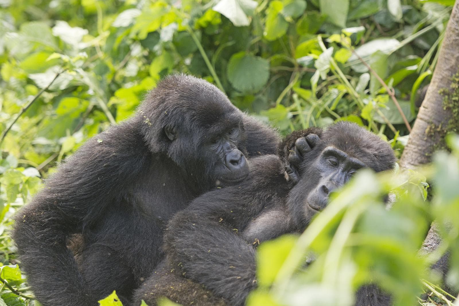 Mountain gorillas in Uganda