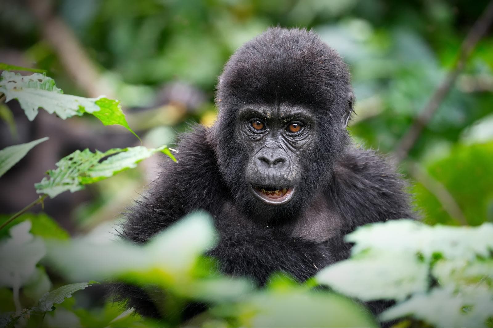 Baby mountain gorilla