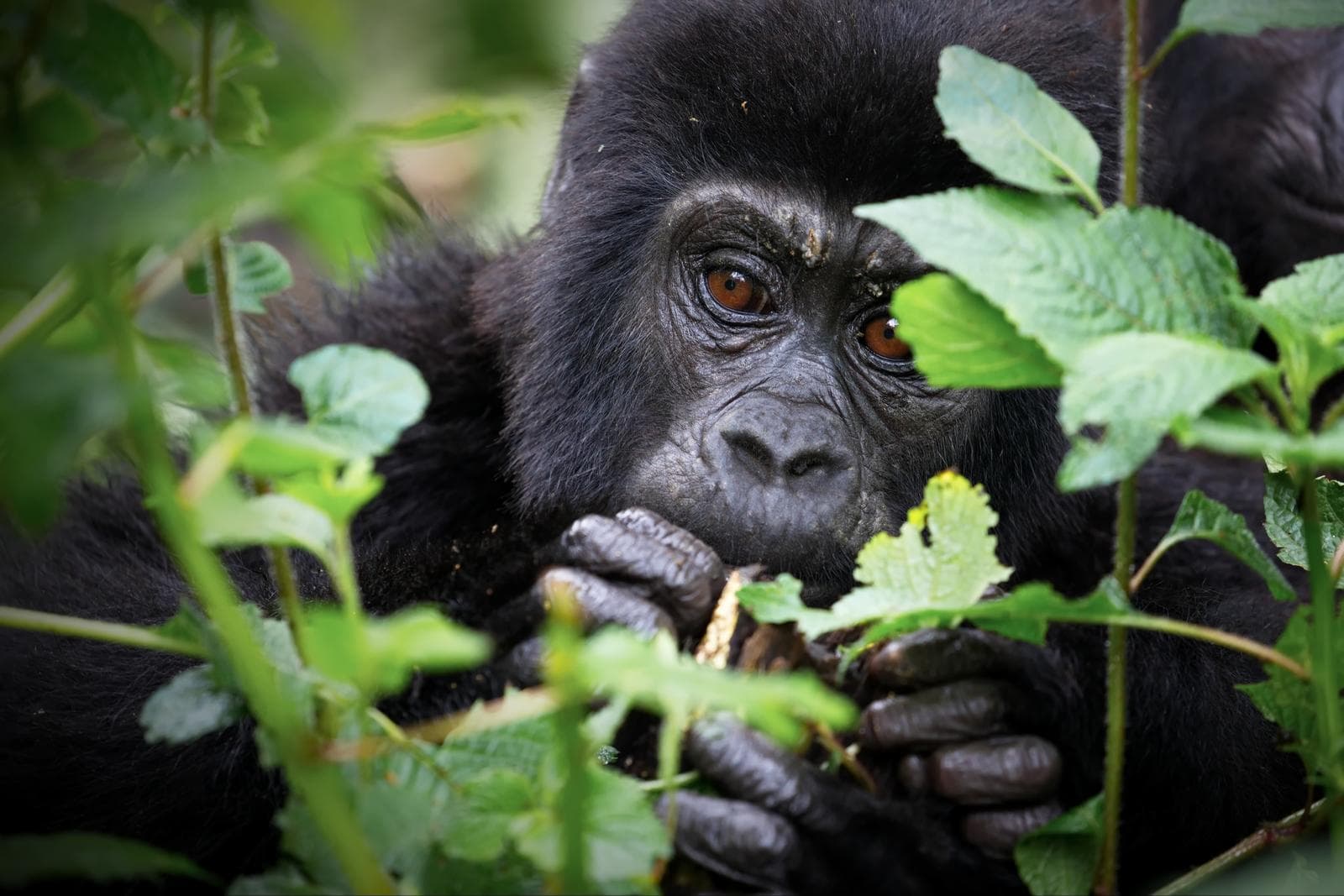 Baby mountain gorilla