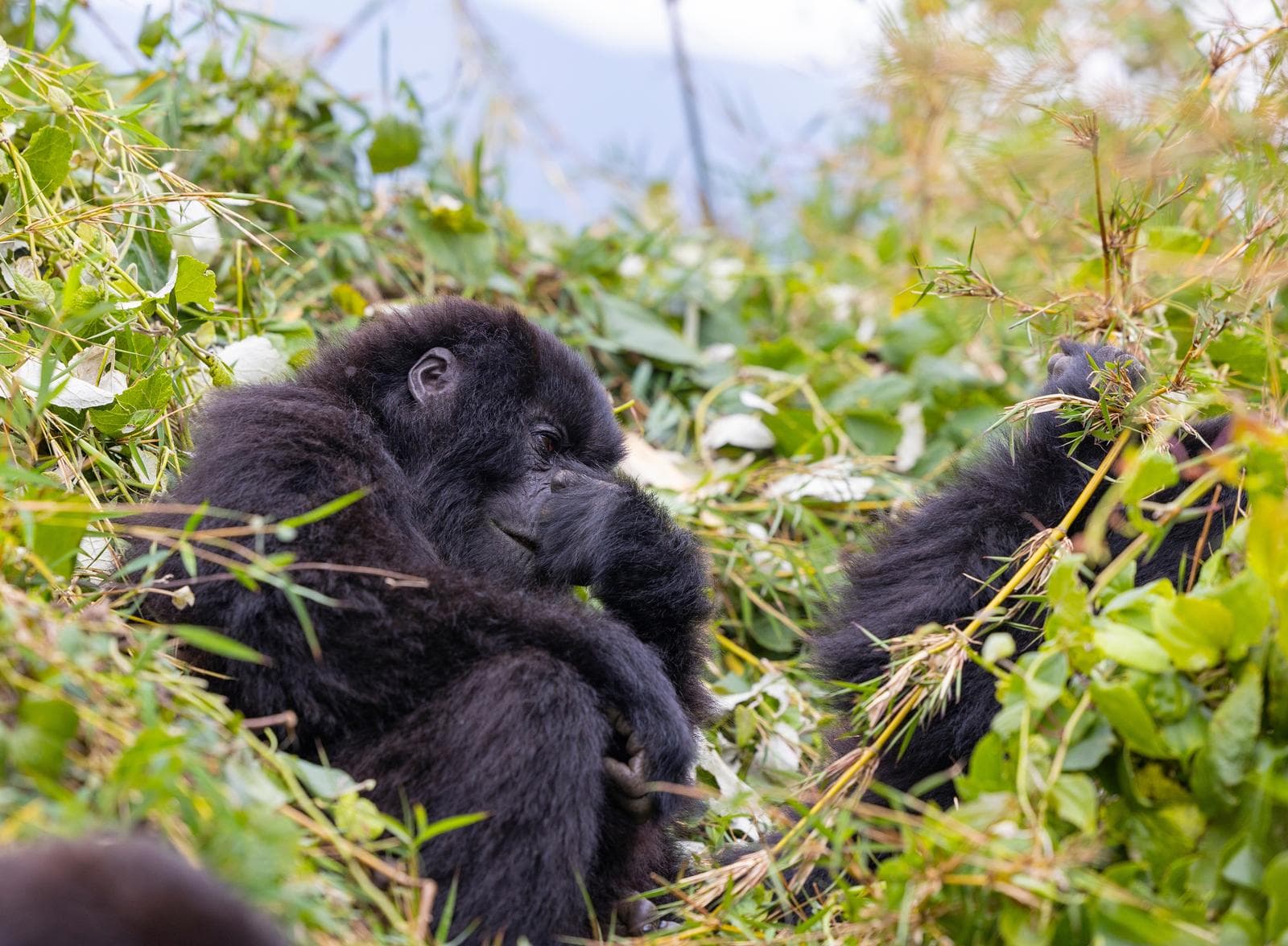 Mountain Gorilla