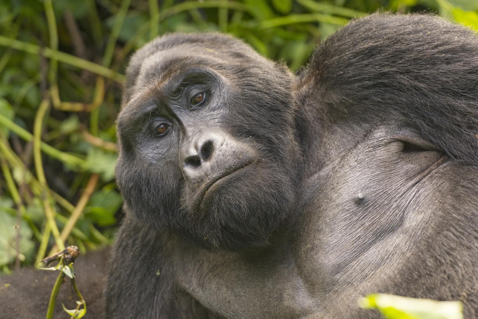 Silverback Mountain Gorilla