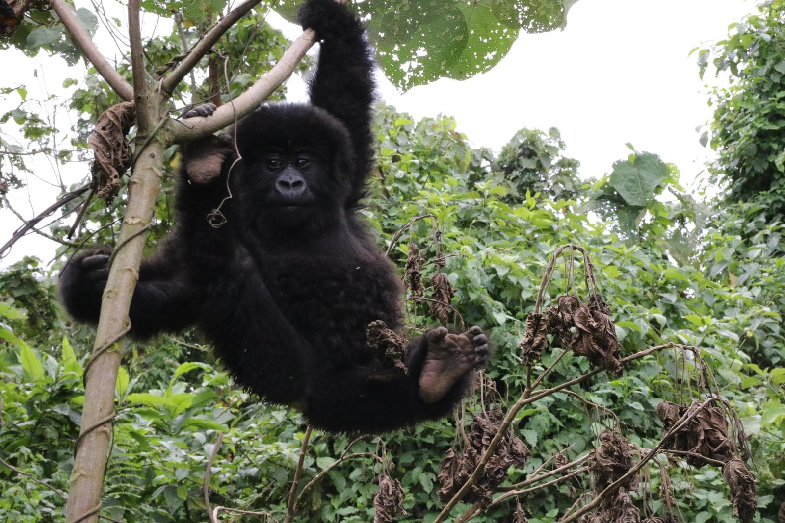 Baby Mountain Gorilla Hanging from a tree