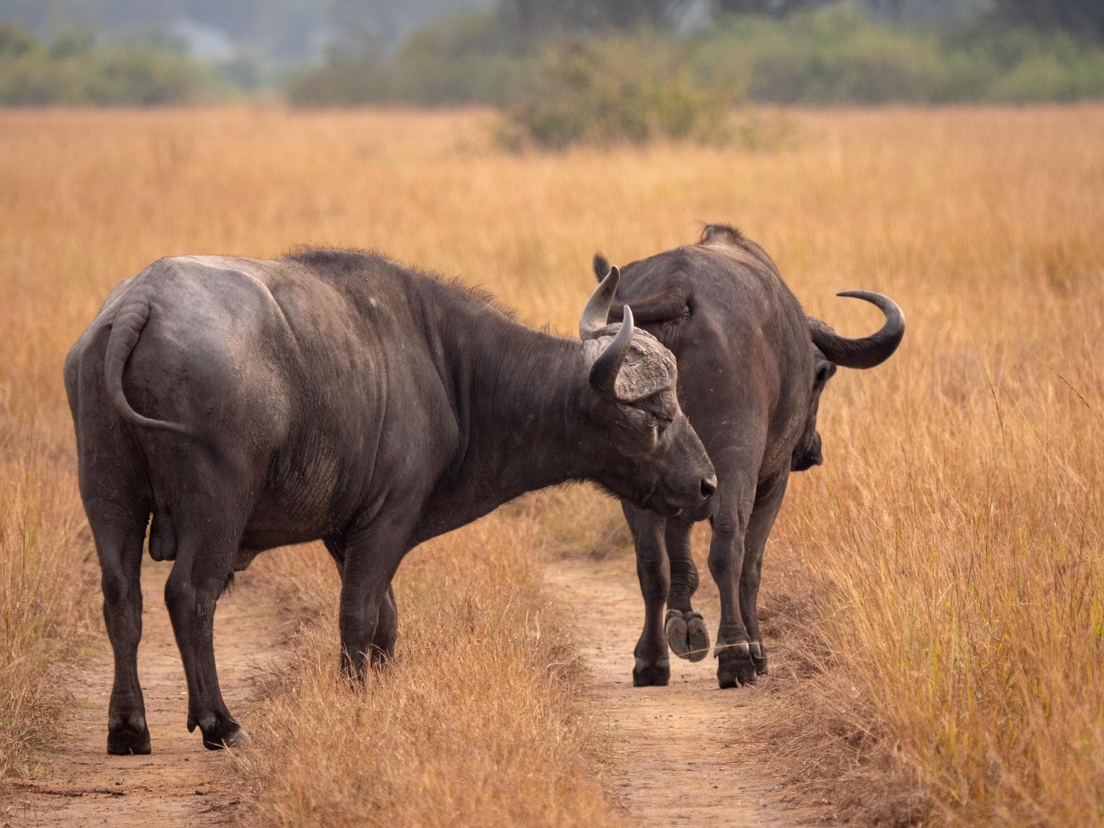 Two male African Buffalos in Queen Elizabeth National Park